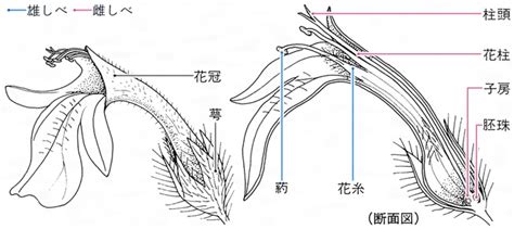 子息|子息(シソク)とは？ 意味や使い方